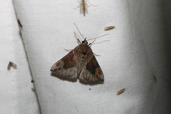 Hypena manalis