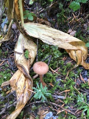 Laccaria bicolor