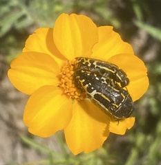 Acmaeodera scalaris