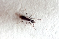 Odontomachus simillimus