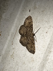 Melanolophia signataria
