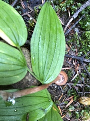 Laccaria bicolor