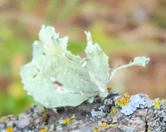 Ramalina sinensis