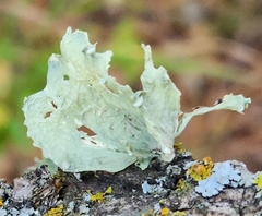 Ramalina sinensis