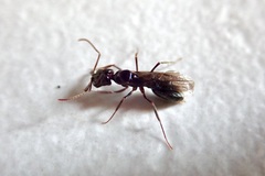 Odontomachus simillimus