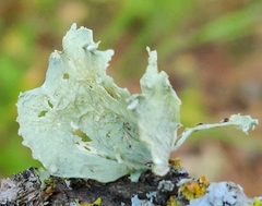 Ramalina sinensis