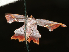 Proboloptera embolias