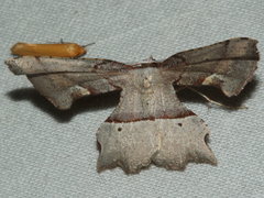 Proboloptera embolias