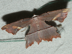 Proboloptera embolias