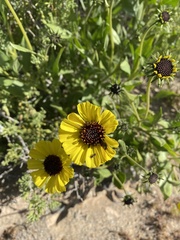 Encelia canescens