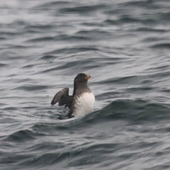 Cerorhinca monocerata