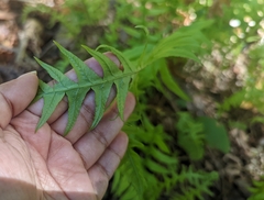 Polypodium glycyrrhiza