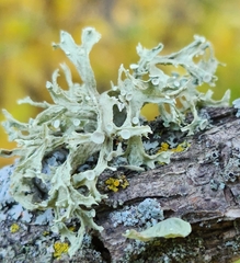 Ramalina americana