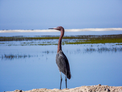 Egretta rufescens dickeyi