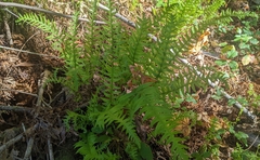 Polypodium glycyrrhiza