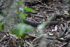 Drymobius margaritiferus