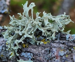 Ramalina americana