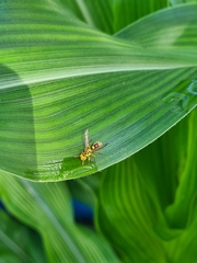 Ropalidia romandi