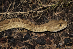 Crotalus scutulatus