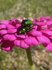 Calomacraspis splendens