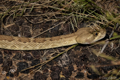 Crotalus scutulatus