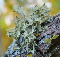 Ramalina americana