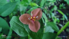 Murdannia versicolor