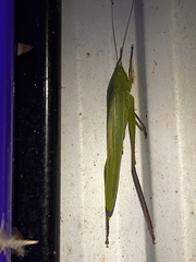 Neoconocephalus triops
