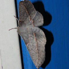 Antictenia punctunculus