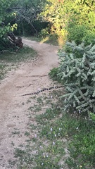 Lampropeltis californiae