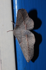 Antictenia punctunculus