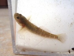 Chaenogobius annularis