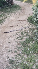 Lampropeltis californiae