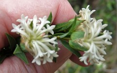 Pimelea octophylla