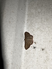 Leptostales pannaria