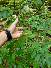 Zanthoxylum americanum