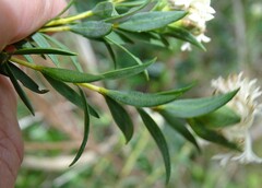 Pimelea octophylla