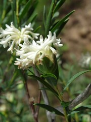 Pimelea octophylla