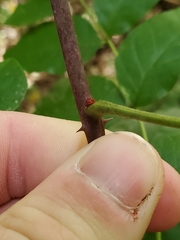 Zanthoxylum americanum