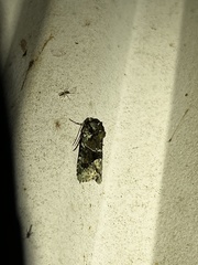 Lacinipolia explicata