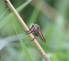 Cophinopoda