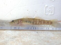 Chaenogobius annularis