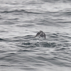 Ptychoramphus aleuticus