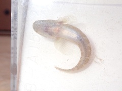 Chaenogobius annularis