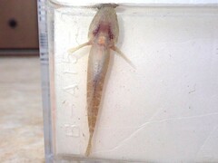 Chaenogobius annularis