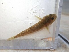 Chaenogobius annularis