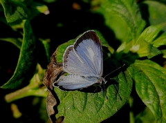 Acytolepis puspa
