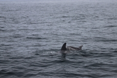 Grampus griseus