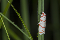 Cyana subalba