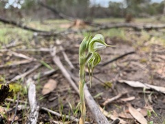 Pterostylis planulata